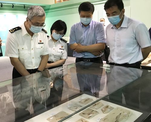 北京海关移交最大一批罚没化石及古生物制品，含剑齿虎牙齿，引发影视剧行业深思